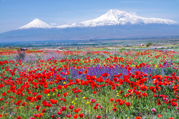 Mount Ararat (Turkey) at 5,137 m viewed from Yerevan, Armenia. This snow-capped dormant compound...