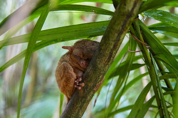 Sleeping tarsier on the branch
