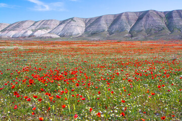 Beautiful red poppy flower field in colorful spring.