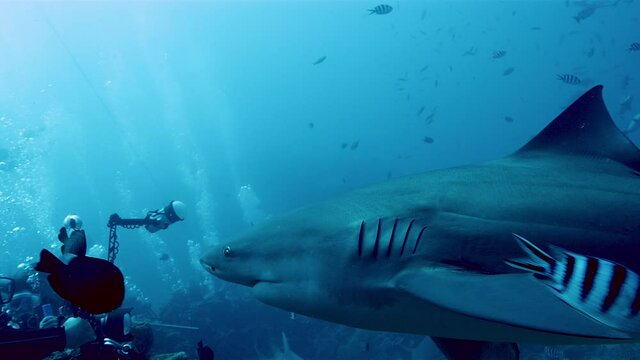 Scuba diver photographing sharks and tropical fish underwater