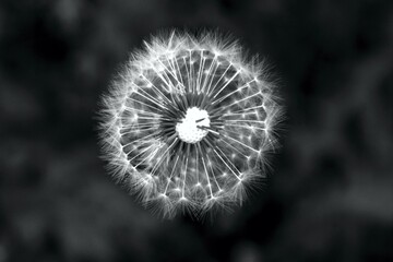 A close up of the head of a white fluffy dandelion plant. puffy dandelion with seeds in morning...