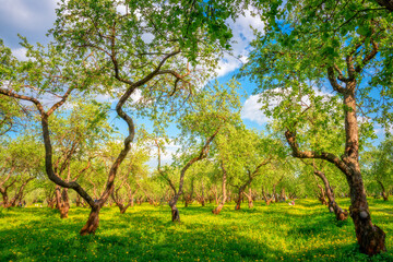 Apple garden