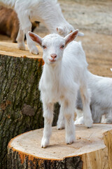 Obraz premium White goat kids is standing on a log