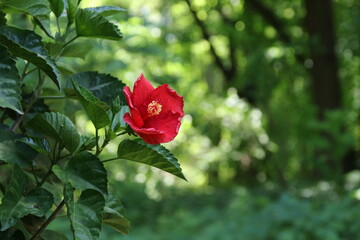 Hibiscus bud flourish