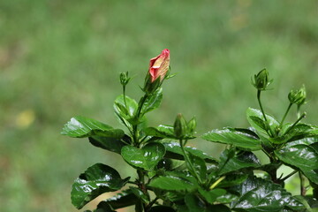 Hibiscus bud opening in summer rain