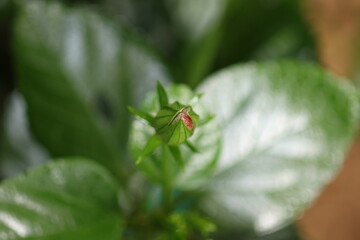Hibiscus bud opening to flourish