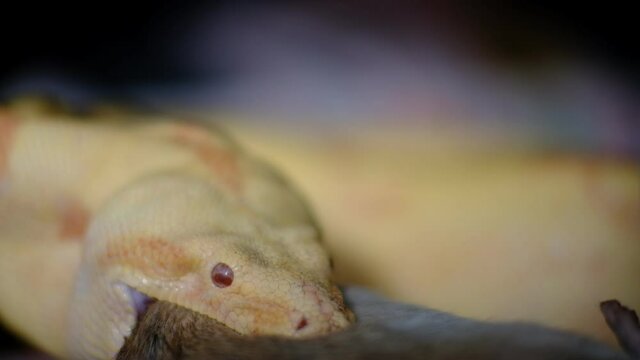 Albino boa constrictor eats a rat in amazing 4k quality. You can see the teeth and swallowing 