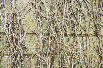 Dry plant texture wall