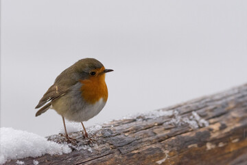 Small robin perched on a snowy wooden branch