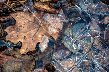 foglie nel ghiaccio 05. - foglie di quercia semi affondata nel ghiaccio