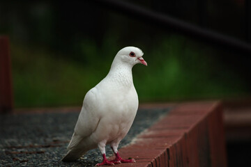 階段で佇む白いハト