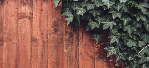 Dark Brown wooden wall with green plant