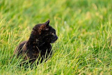 Naklejka na ściany i meble A black wild cat with yellow eyes in the grass. A spider's web is all over its head