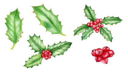 Watercolor holly berry with leaves. Ilex opaca plant. Christmas branches. Winter botanical elements isolated on white background