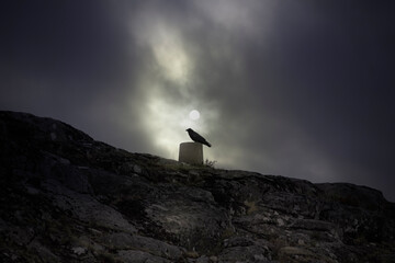 Fototapeta premium Full moon crow