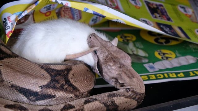 Boa constrictor is part of the boidae family 