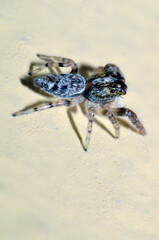 ARAÑA