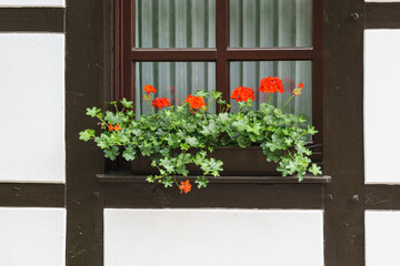 red flowers on a windowsill of a truss built house, Muensterland, Germany