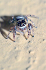 ARAÑA