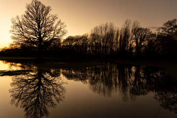 Fototapeta na wymiar Sunset or Sunrise Behind Trees In a Flooded Field