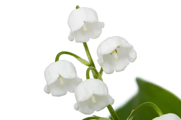 Poster White flowers of lily of the valley, lat. Convallaria majalis, isolated on white background © kostiuchenko