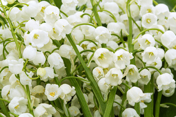 Background from white flowers of lily of the valley, lat. Convallaria majalis