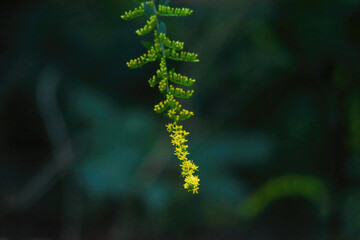 goldenrod in the forest