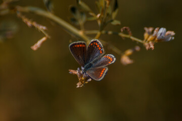 A calm beautiful colorful butterfly in a meadow in close-up on green background.