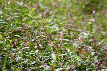 field of ladyfingers