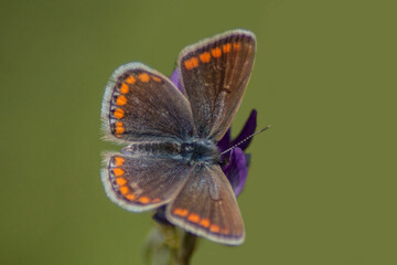 A calm beautiful colorful butterfly in a meadow in close-up on green background.