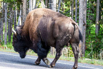 Bison in Yellowstone