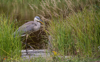 great blue heron fishing on shoreline