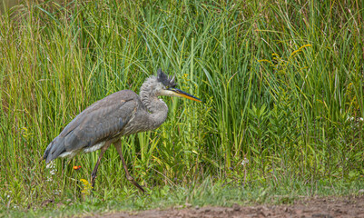Fototapeta premium great blue heron fishing on shoreline