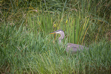 great blue heron fishing on shoreline