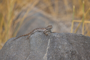 reptile lizard resting on rock in sun