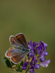 A calm beautiful colorful butterfly in a meadow in close-up on green background.