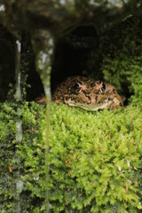 frog in the pond