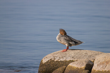 female common merganser on rock