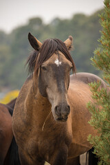 Obraz premium wild horse stallion with herd