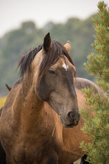 Obraz premium wild horse stallion with herd
