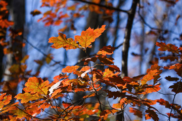 Fototapeta na wymiar orange autumn leaves in the forest