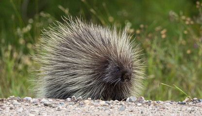spiky porcupine on ground