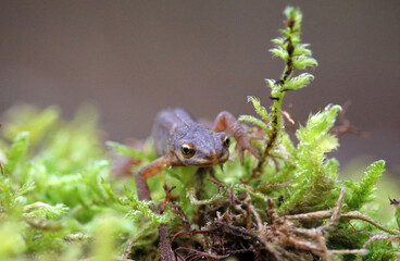 Ein Teichmolch, der die Amphibien-Anlage zwischen Mühlhofen und Mimmenhausen mit insgesamt neun Tunnels unter der L201 benutzt hat, um in sein Laichgebiet an den Killenweihern zu gelangen. 