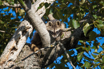 baby raccoon sleeping in tree trunk