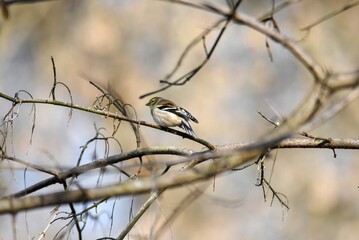 American goldfinch on a branch
