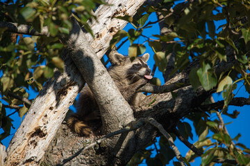 baby raccoon sleeping in tree trunk