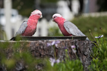 Birds feeding from vintage plate in garden