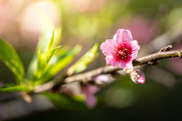 Sakura flowers blooming blossom in Chiang Mai, Thailand