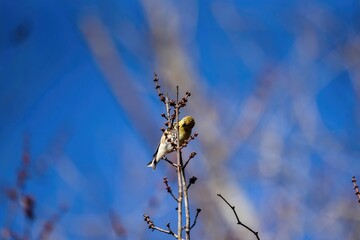 American goldfinch eating berries