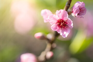 Sakura flowers blooming blossom in Chiang Mai, Thailand